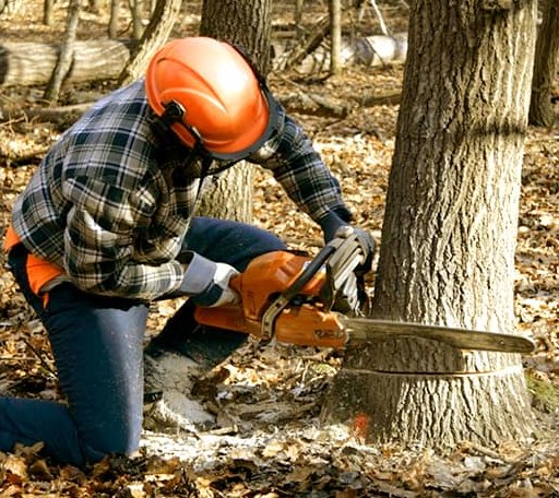 Tree Removal in Chase City, VA